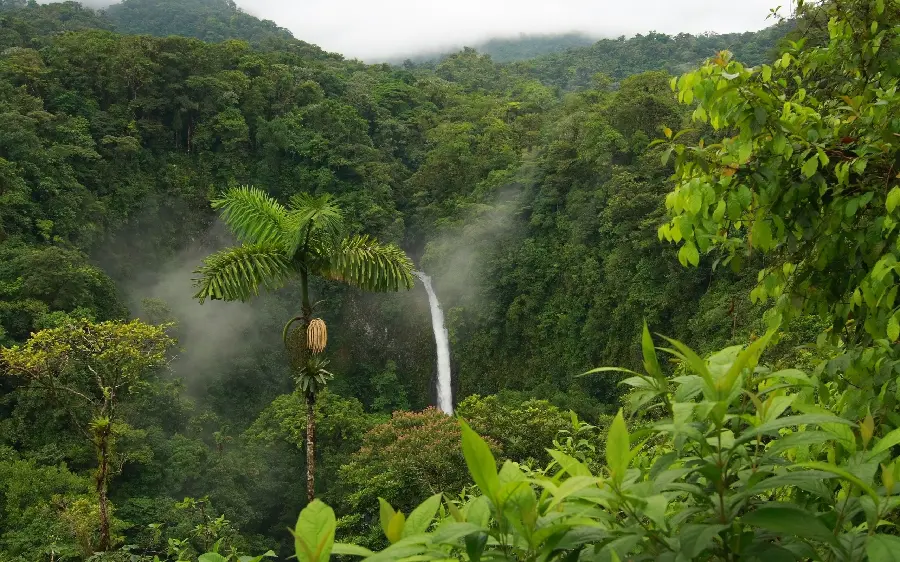 Download the highest quality profile photo of lush forest nature 
