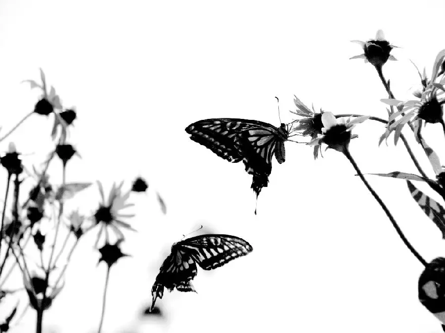Incredibly beautiful wallpaper of butterflies Black on the flower