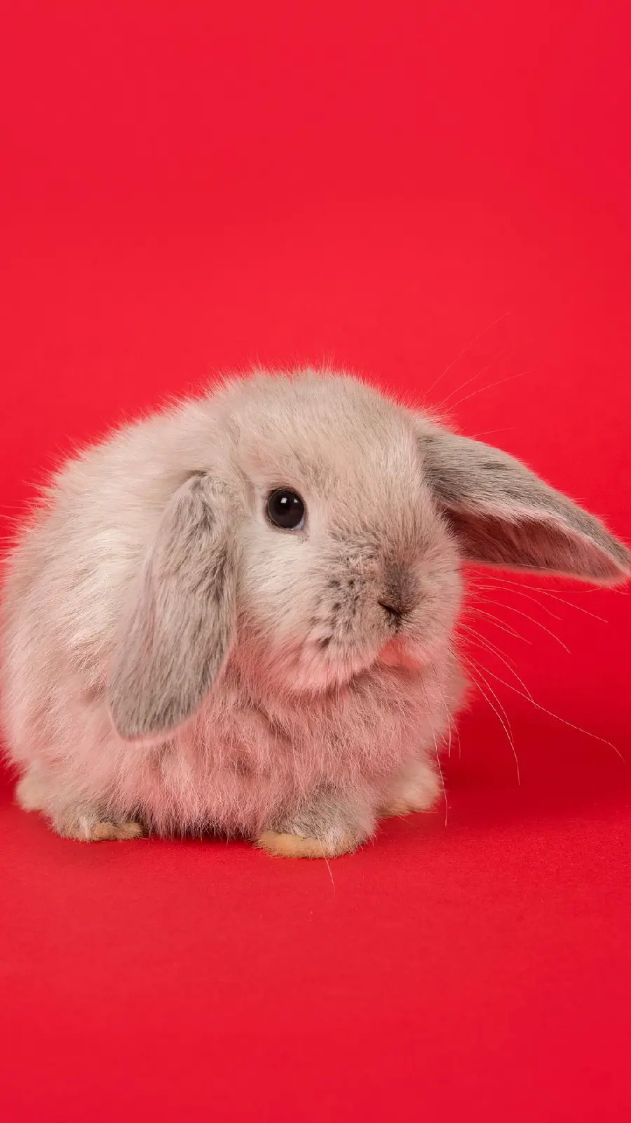 Beautiful image of a short-legged furry rabbit with a red background