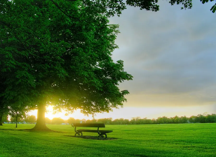 Relaxing 8k view of an empty bench under a single tree in a green summer meadow