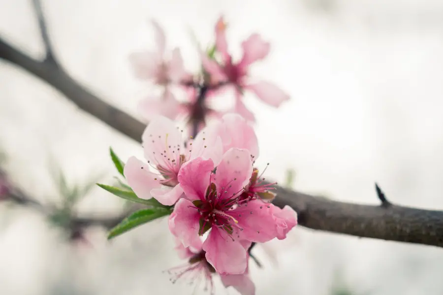 Beautiful stock image of white and pink flowers