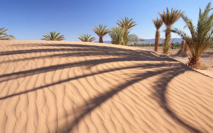 A pleasant background of palm trees in the desert, suitable for laptops of nature lovers
