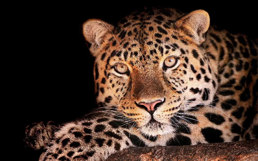 The highest quality leopard wallpaper from a close-up with a black background