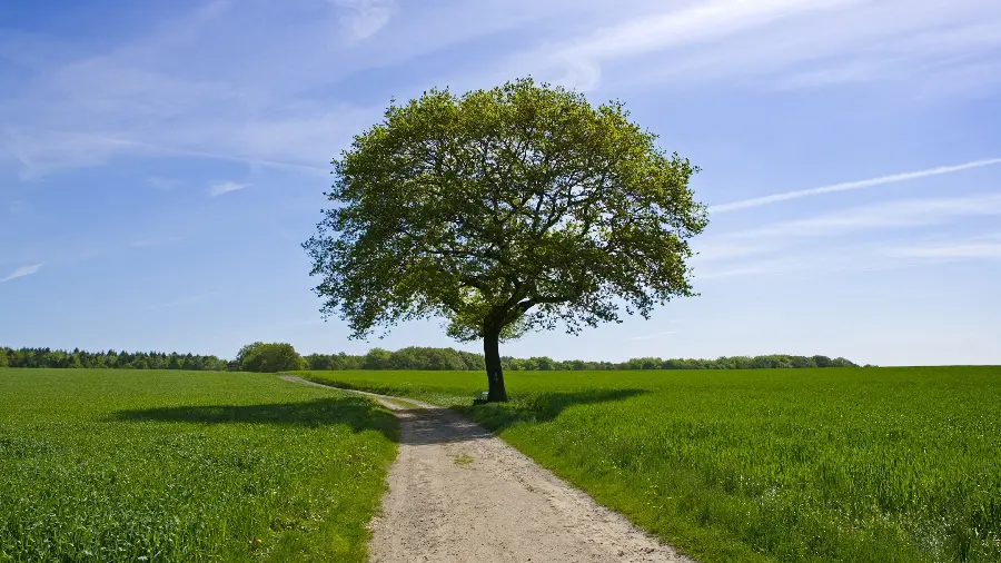 Photo of a single tree in a lush plain suitable for computer background 