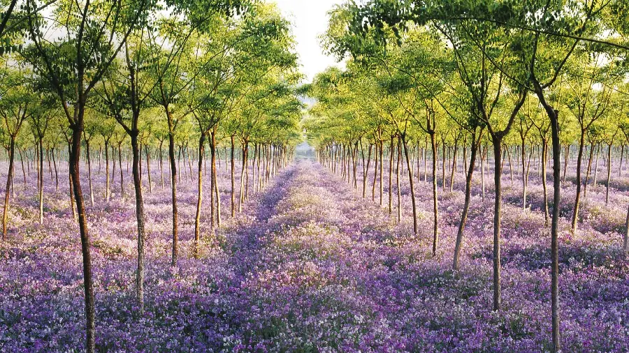 Get a nice and pleasant background of violet flowers and shrubs