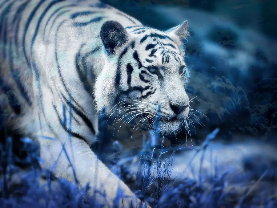 A portrait of a wild and ferocious tiger on the prowl