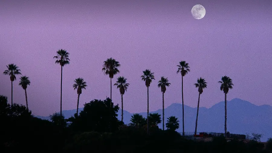 Laptop background of foxtail palm trees in a fantasy scene of twilight in Los Angeles