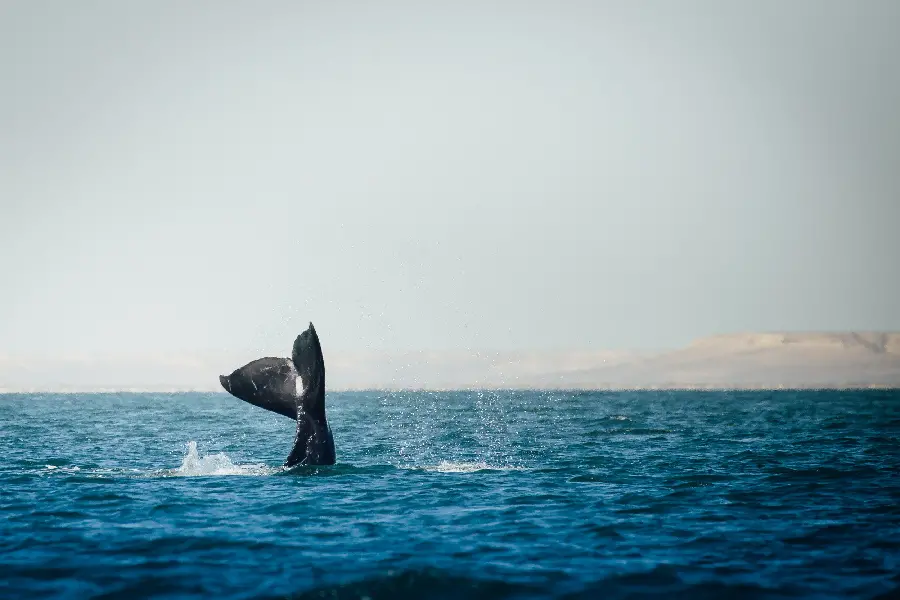 A very beautiful photo of a large whale's tail in a lake 