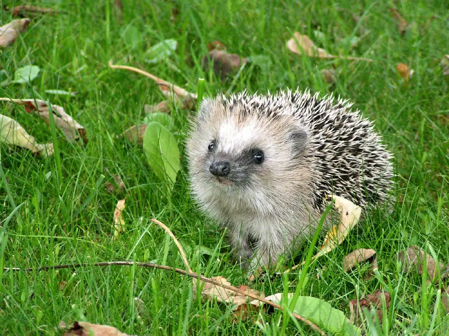 High quality wallpaper of a black and white hedgehog on green grass