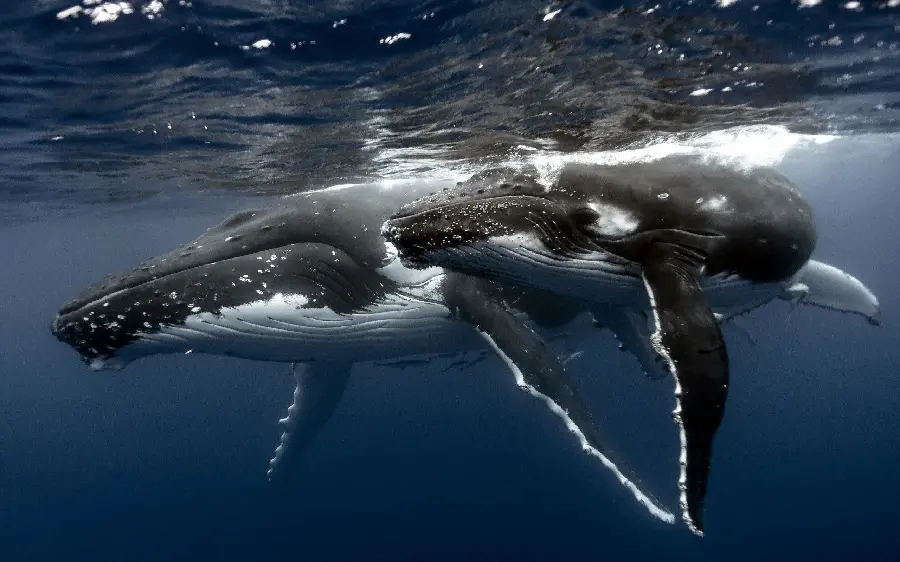 A very attractive wallpaper of a black and white whale in the water 