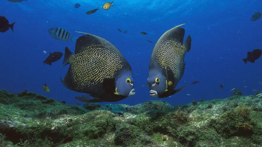 A fantastic background photo of the ocean and its beautiful fish
