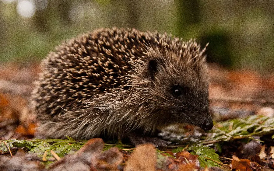 The most mysterious profile picture of a dark hedgehog for those with good taste