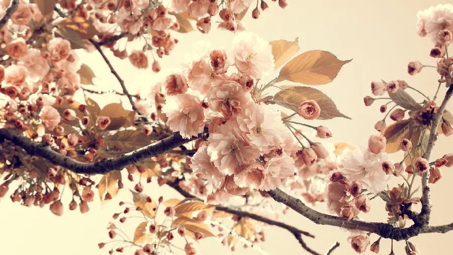 A spectacular image of apple tree blossoms in a neutral color tone