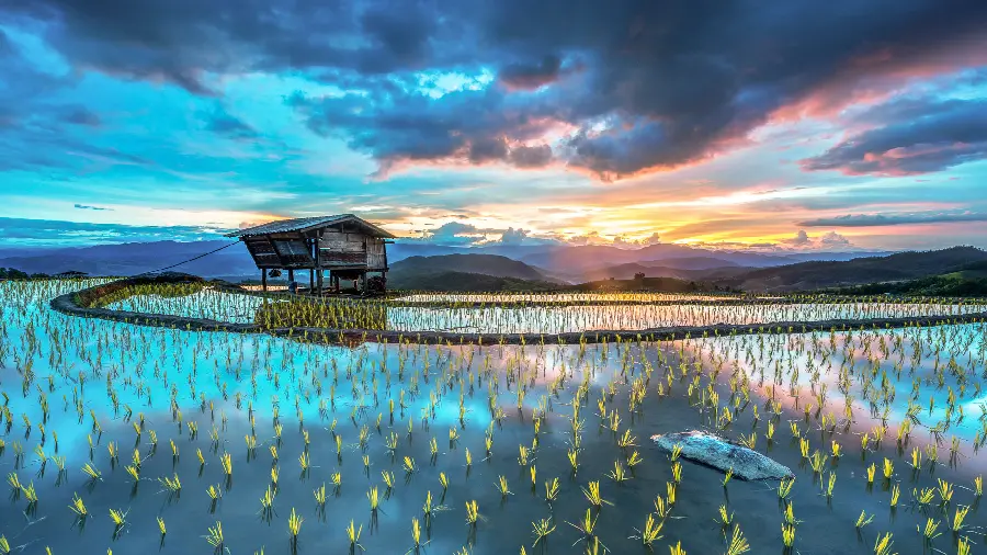 A dreamy view of a rice field, sunrise and a wooden hut