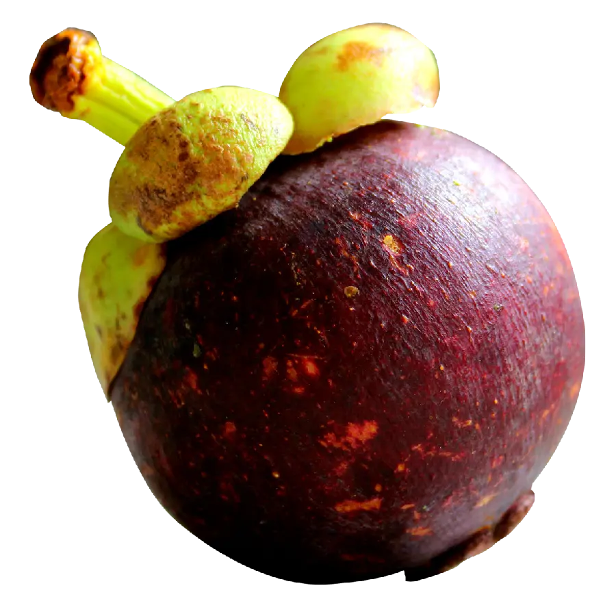 Single free photo of the tropical tree fruit picked from the tree 