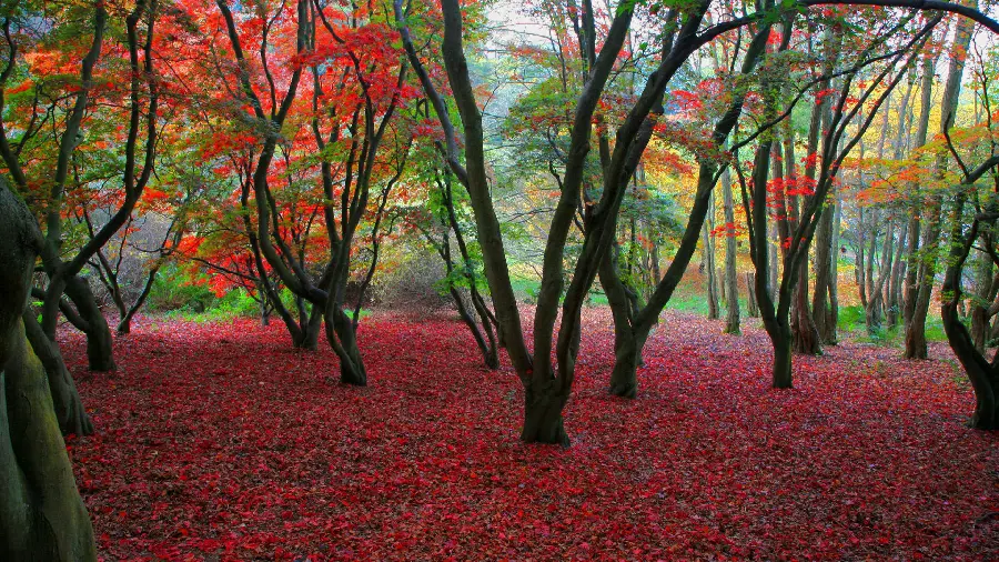 The most beautiful autumn nature photo in the forest with dreamy red leaves