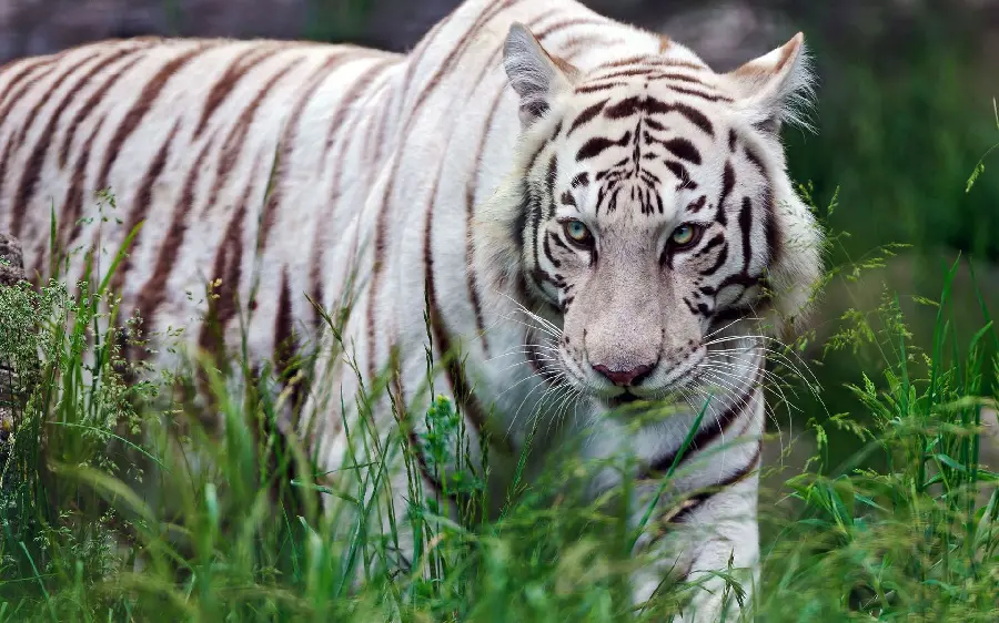 Beautiful photo of the amazing Bengal tiger in the vast South Asian region