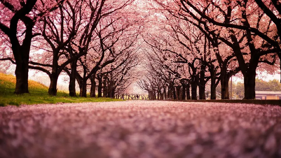Free and spectacular stock photo of peach trees in full bloom