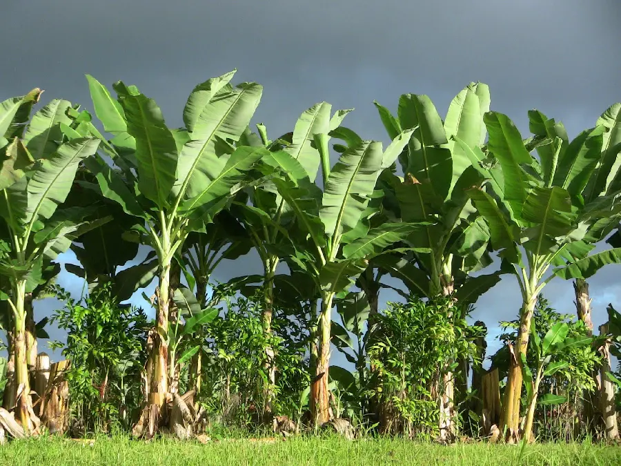 Amazing profile picture of banana sapling trees with long leaves