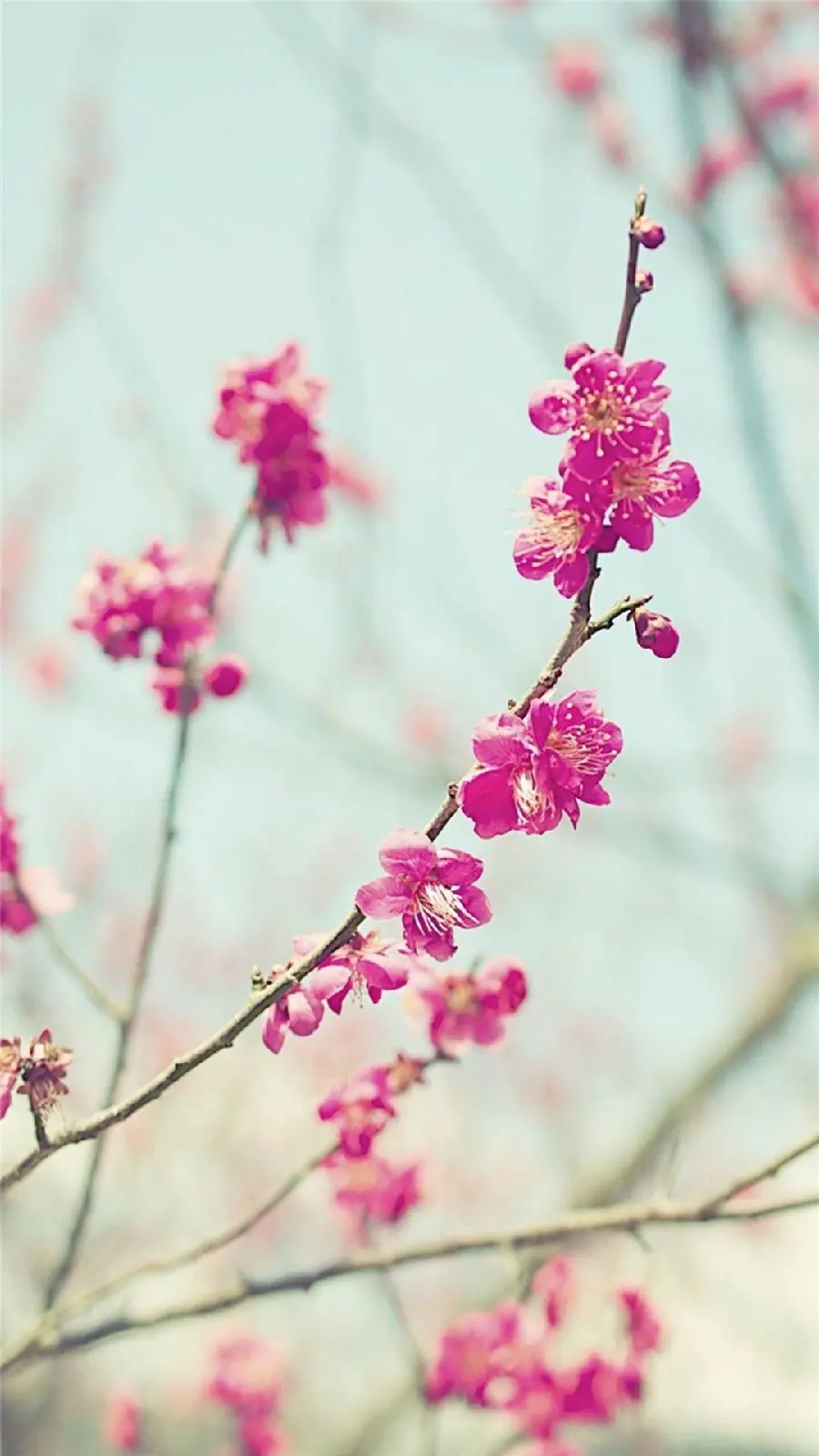 Amazing and spectacular background of purple splendor
