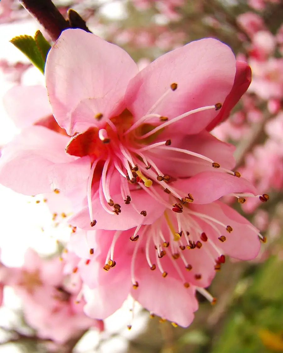 Download the most interesting Peach tree flower photo with excellent quality 