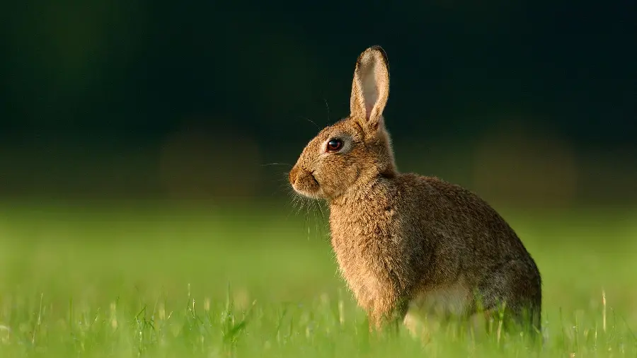Spectacular wallpaper of wild rabbit with the best photography angle 
