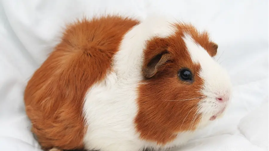  Unique and beautiful wallpaper of guinea pigs with nescafe spots 