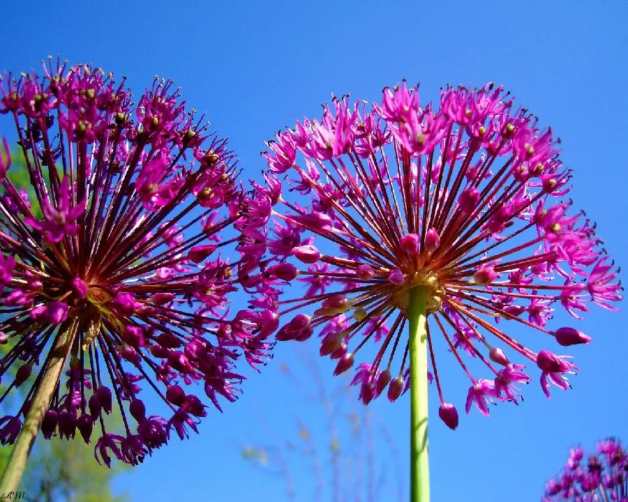 Pink flower profile photo under the attractive summer sky for women with good taste