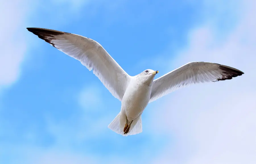 Download a spectacular image of a beautiful white wild bird in the sky
