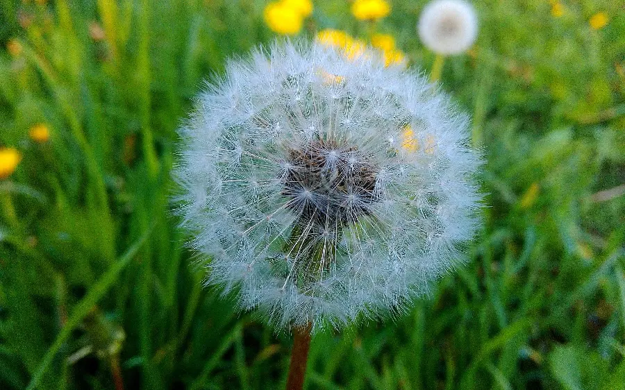 Download a cute wallpaper of a very beautiful dandelion in high quality