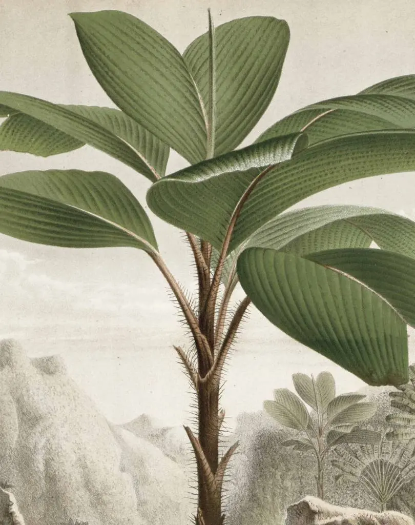 Get Spectacular Image of Colorful Drawing of Amazing Banana Leaf