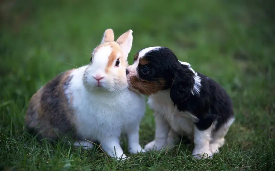 Beautiful picture of wild rabbits of the species of rabbit 