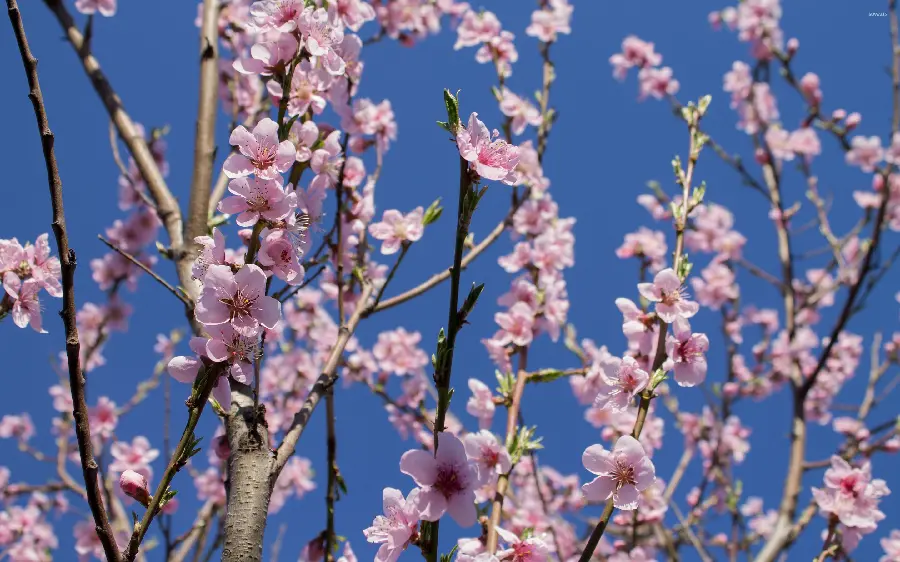 Unique wallpaper Unique and spectacular of very beautiful blossoms 