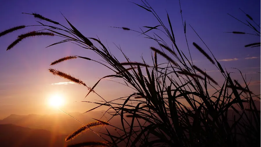 Attractive and dreamy wallpaper of a reed field next to a pleasant sunset