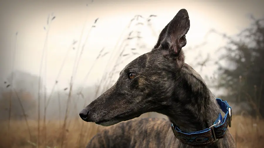 Download a fantastic and strange background photo of a dog in high quality for your computer background