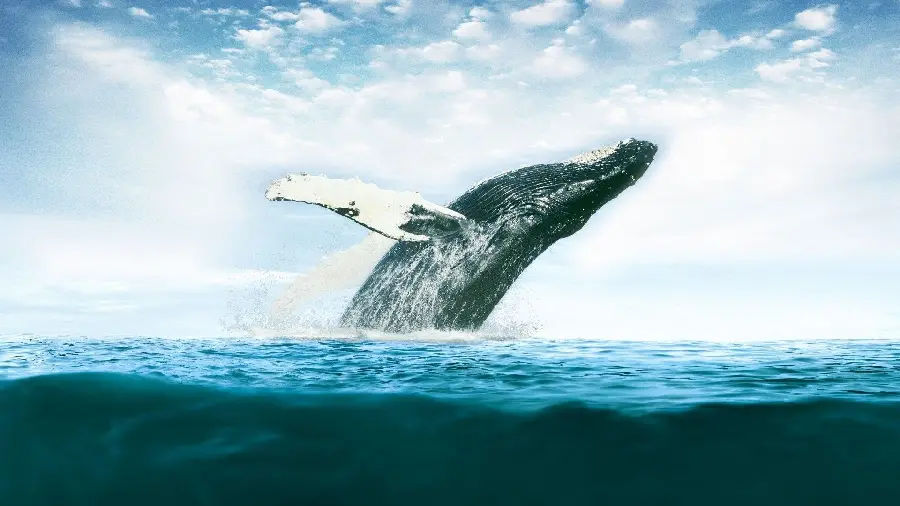 Incredibly attractive background of the largest whale in the water