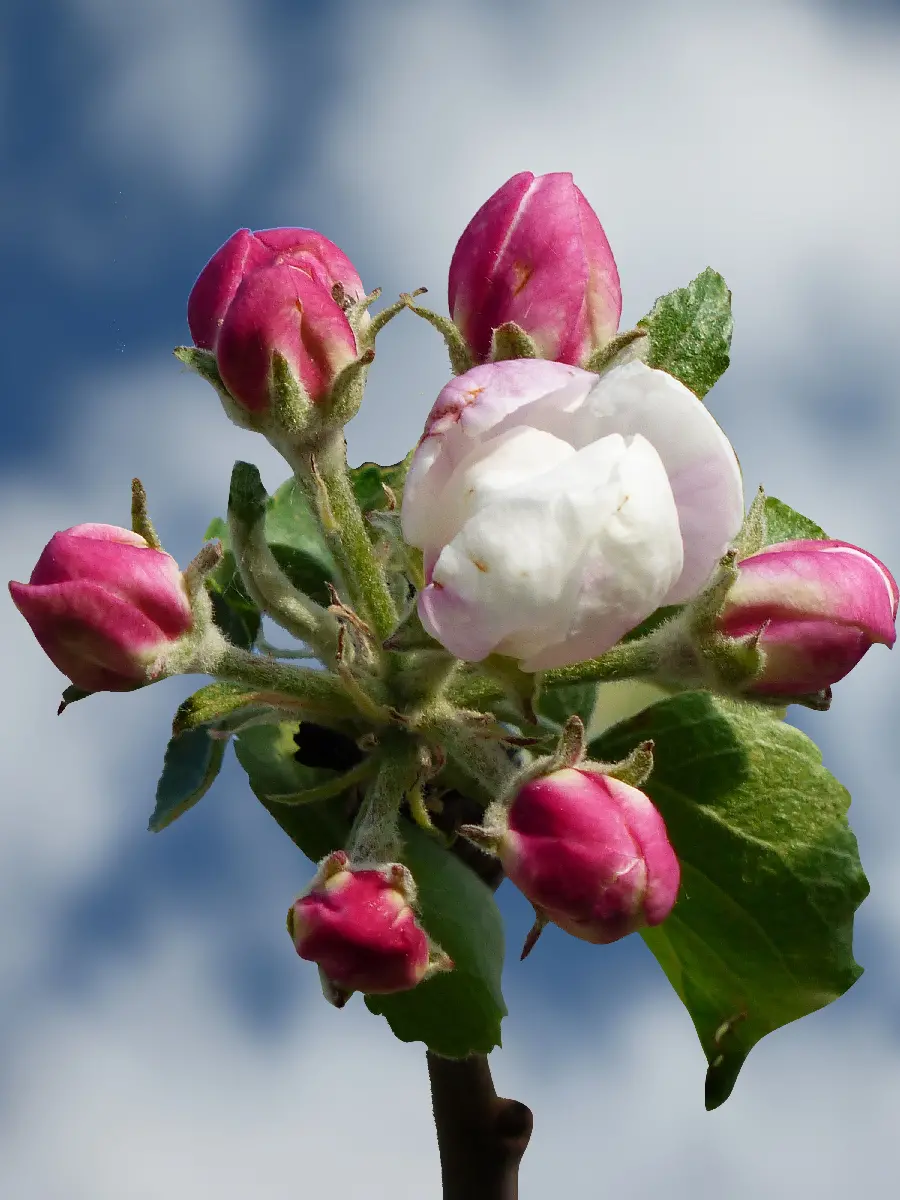 A spectacular view of unopened red buds and a single flower among them