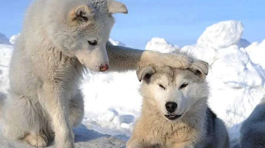  Interesting and spectacular photo of two beautiful and fluffy white huskies 