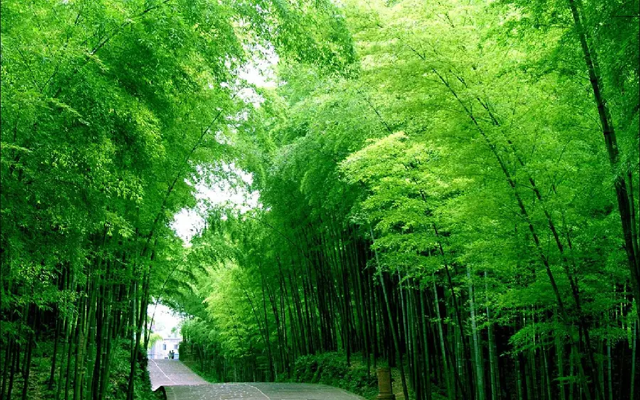 Beautiful image of bamboo trees in the forest known as the habitat of pandas 