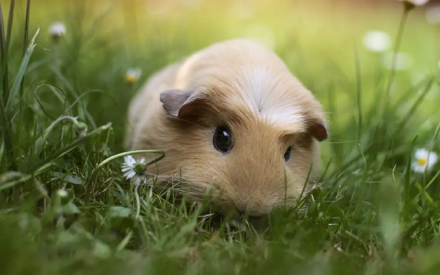  Amazing and spectacular picture of a guinea pig with high quality 