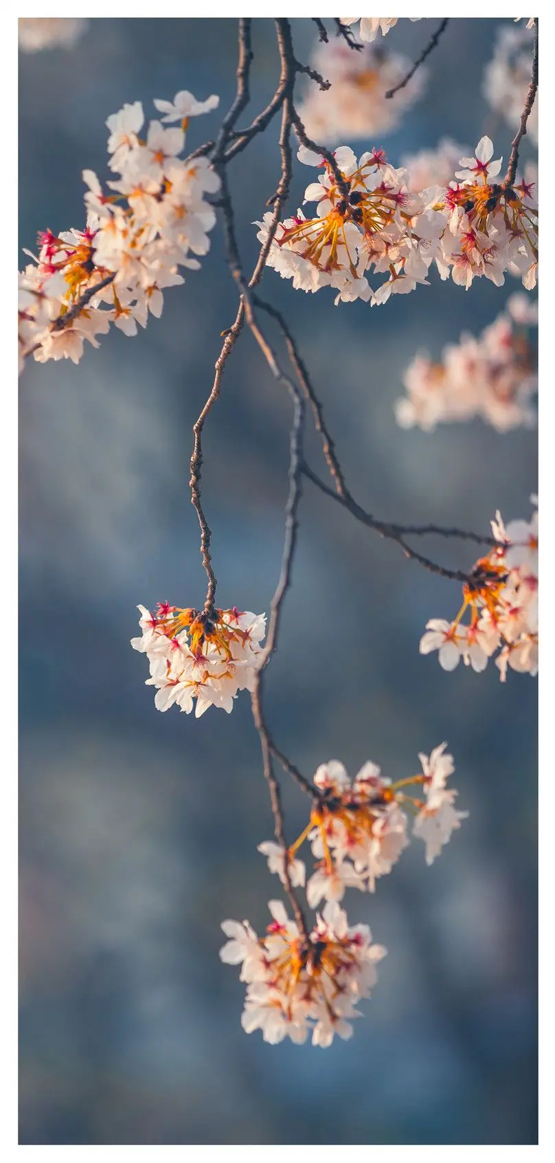 Amazing and spectacular picture of a peach blossom White and beautiful