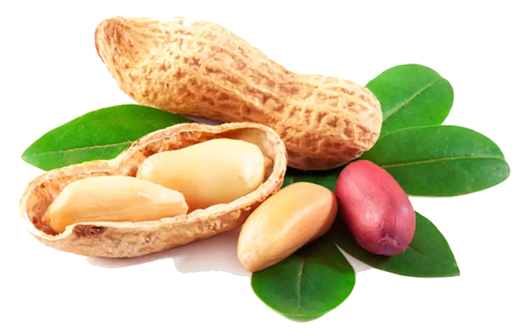 Full hd teleport photo of fresh and delicious peanuts