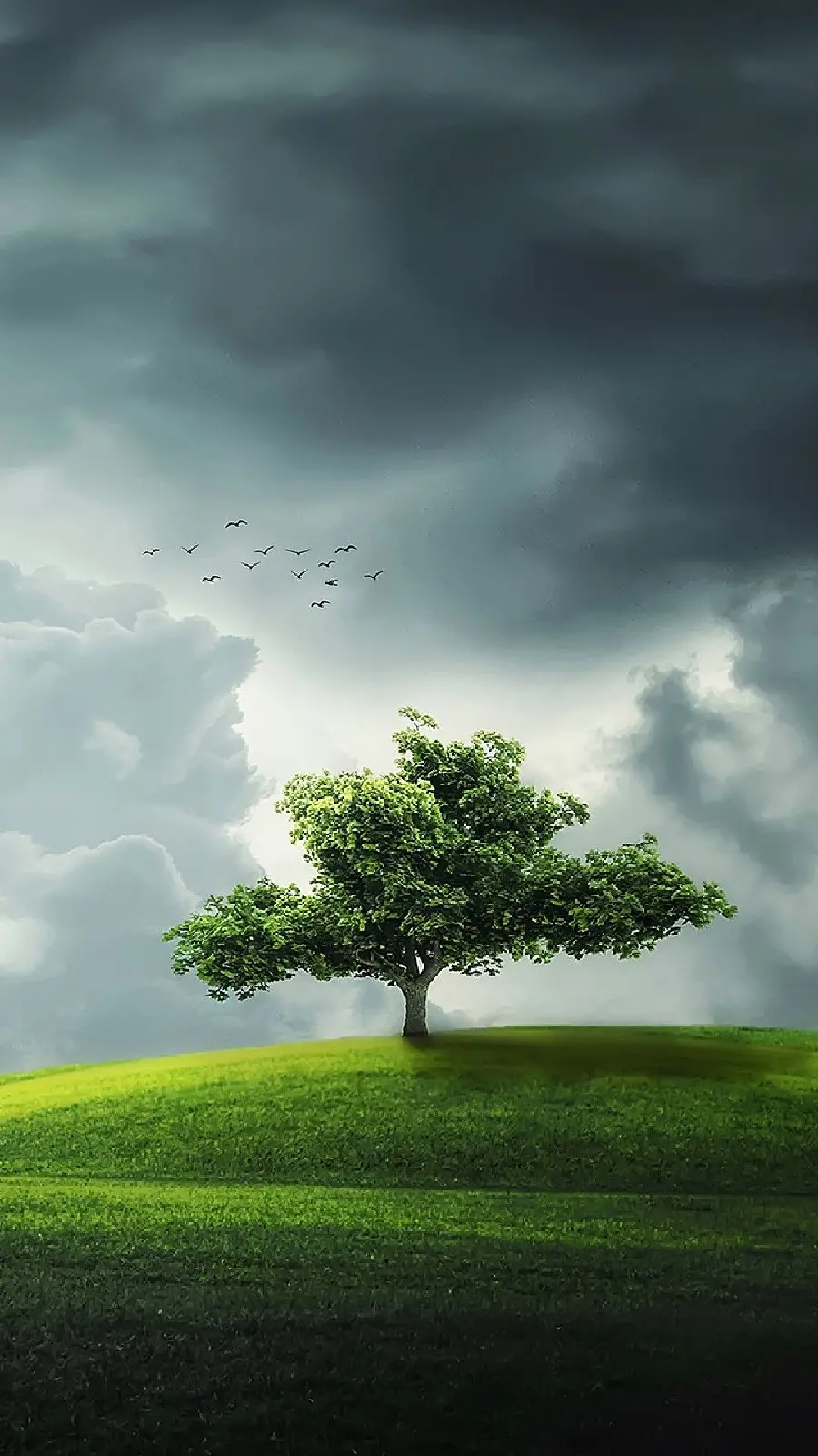 A very beautiful wallpaper of a single tree with a beautiful cloudy sky 