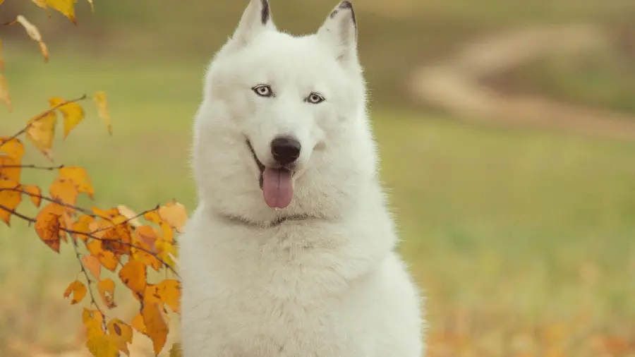 A photo of a white and fluffy husky with a beautiful pink tongue in high quality
