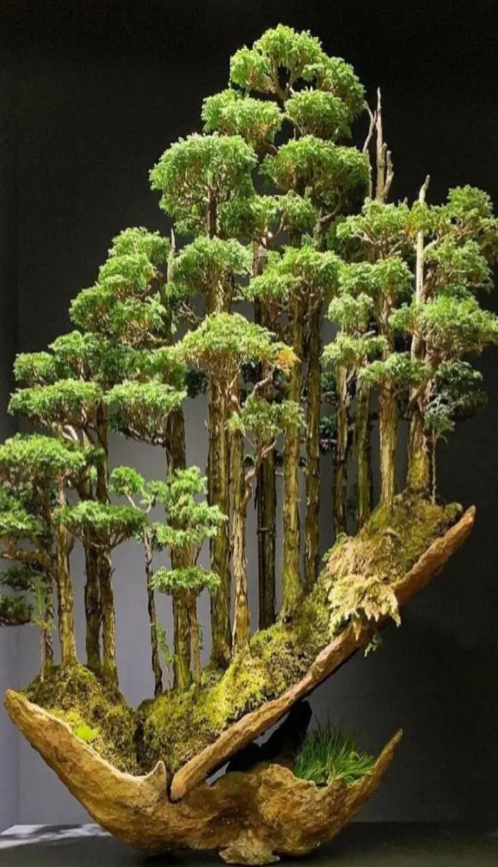  Interesting photo of a very beautiful bonsai tree with excellent quality 