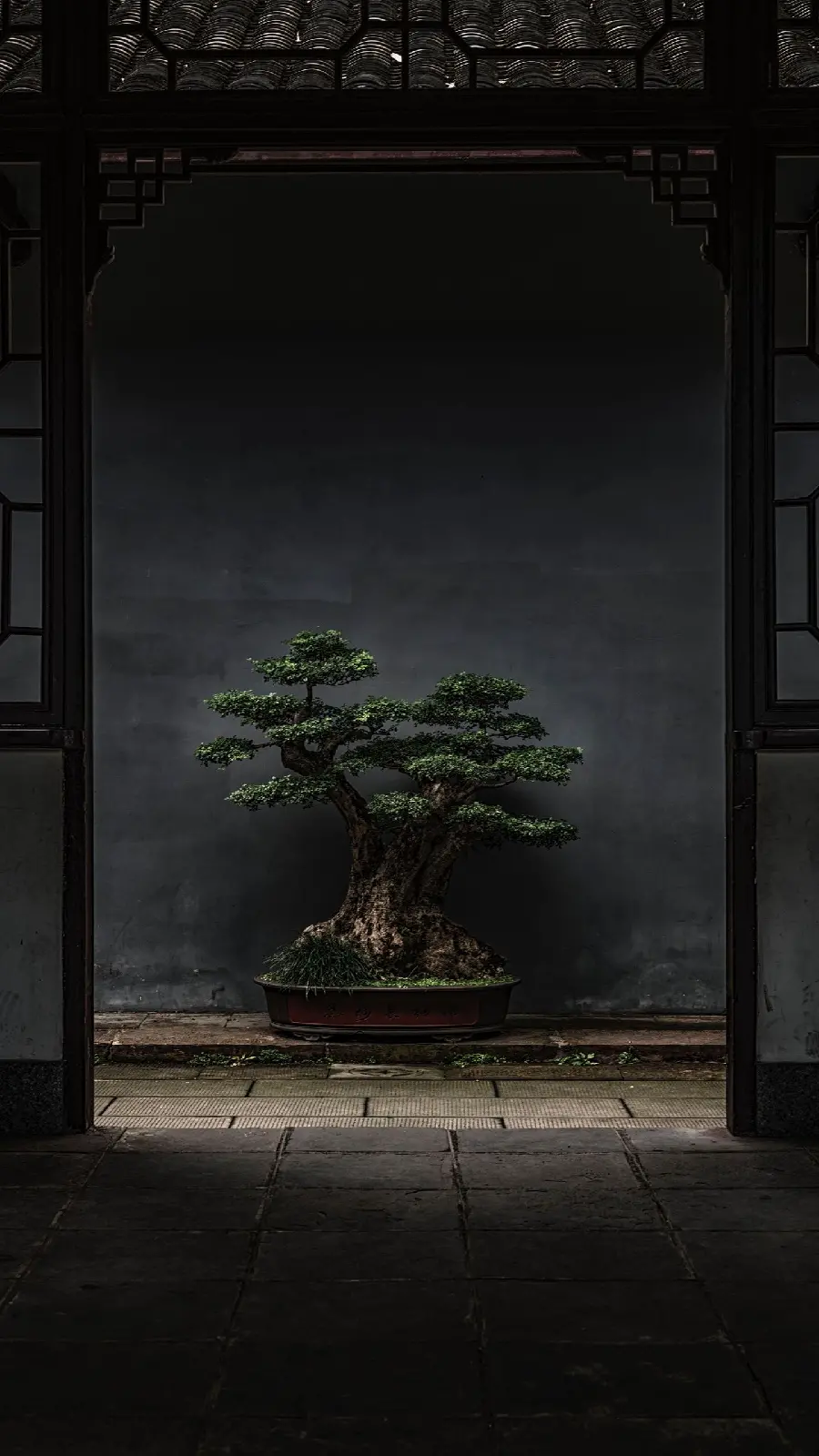 Beautiful wallpaper of a bonsai tree with incredibly beautiful leaves 