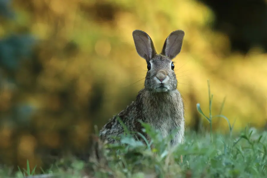 Interesting frame of wild rabbit free in blurred background 
