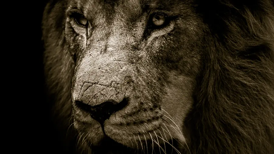 Download simple and free image of a real lion up close with 4k quality 