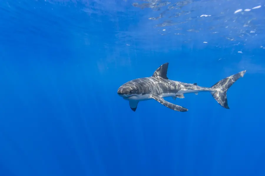  Attractive and amazing and amazing background of a beautiful shark in the water 