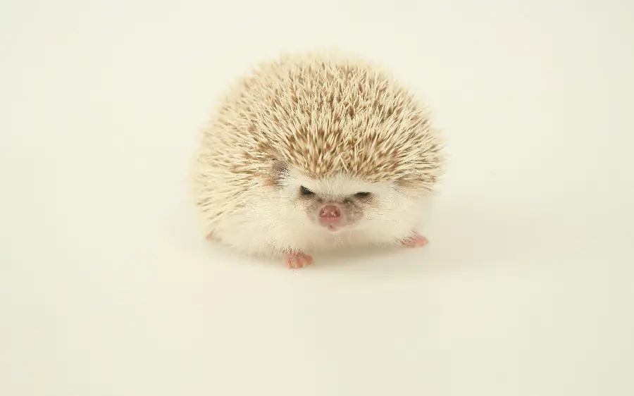White hedgehog front view with white background for stories